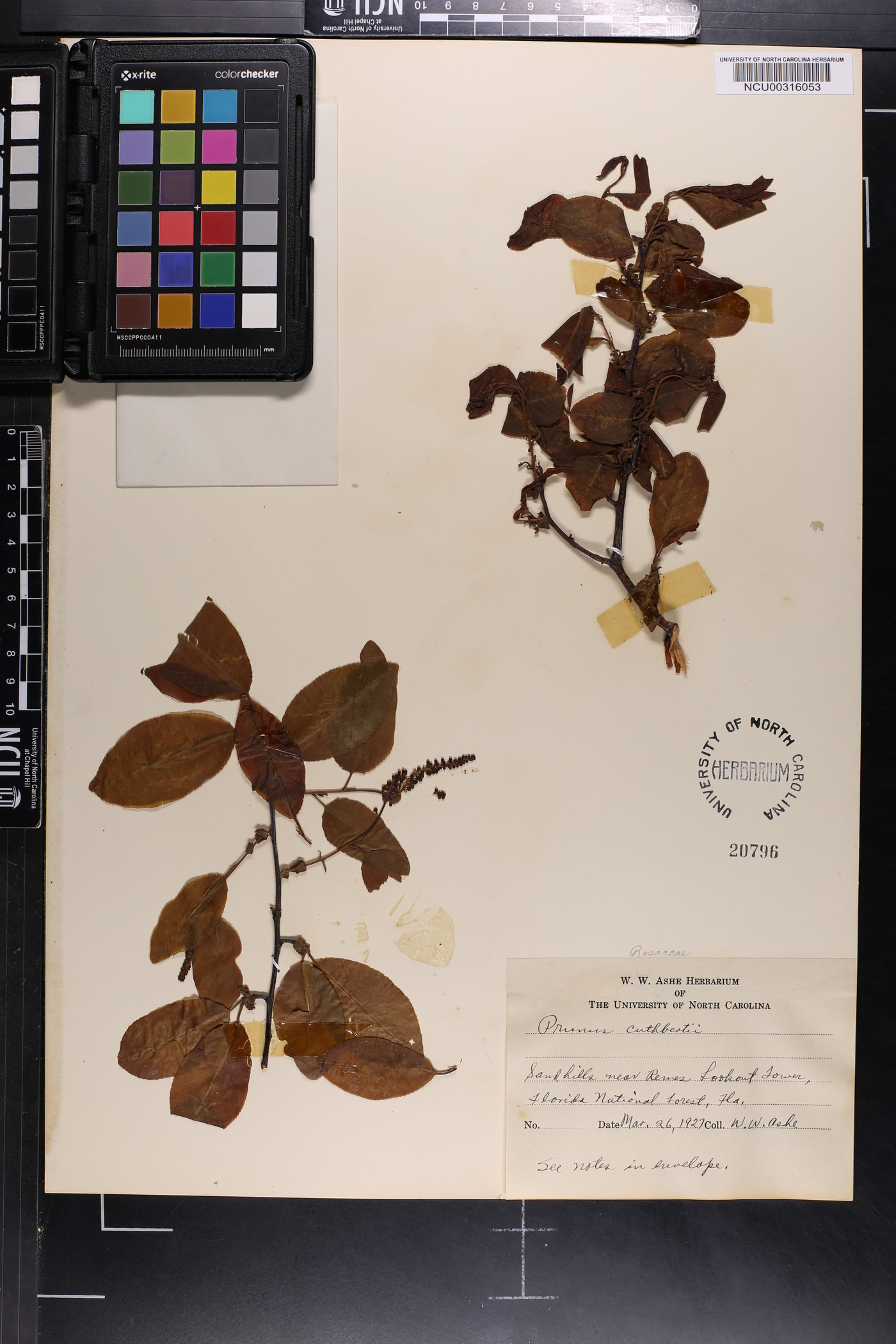 Prunus serotina subsp. hirsuta image