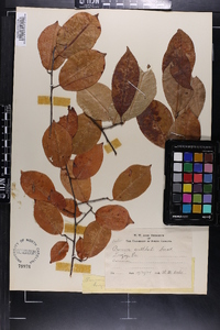 Prunus serotina subsp. hirsuta image