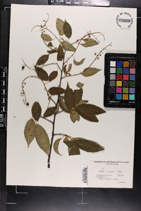 Prunus serotina subsp. hirsuta image