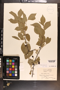 Prunus umbellata image