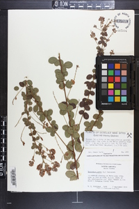 Lespedeza hirta image