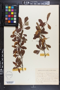 Crataegus limnophila image