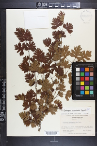 Crataegus marshallii image