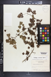 Crataegus marshallii image