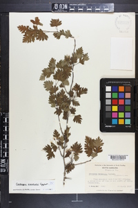 Crataegus marshallii image