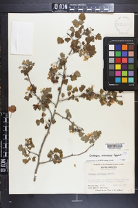 Crataegus marshallii image