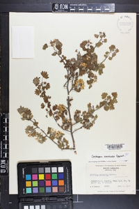 Crataegus marshallii image