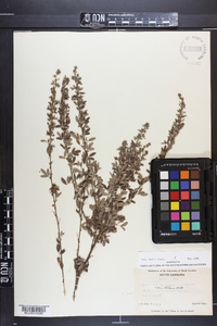 Lespedeza virginica image