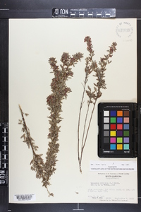 Lespedeza virginica image