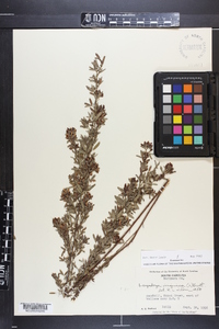 Lespedeza virginica image