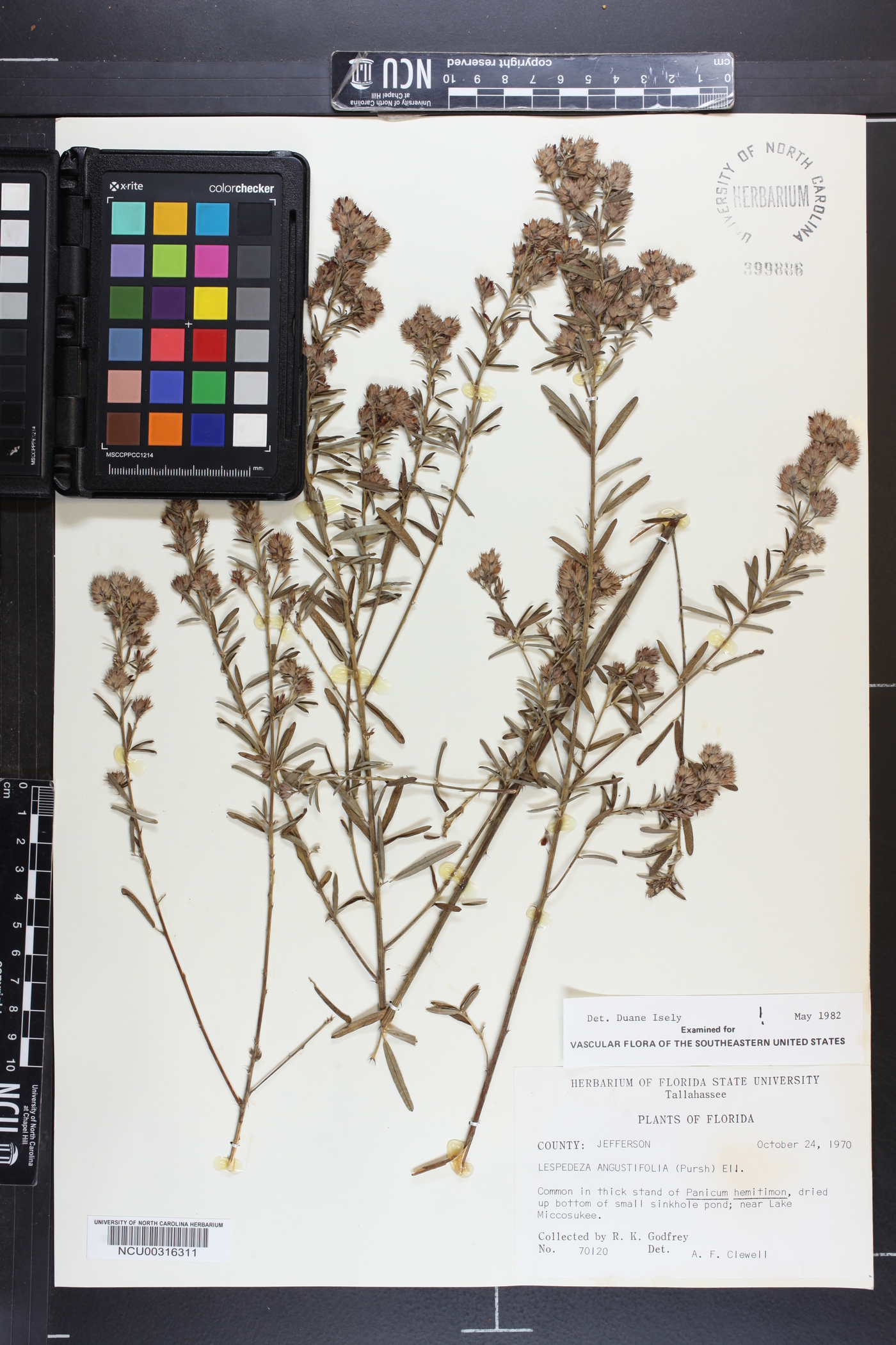 Lespedeza angustifolia image