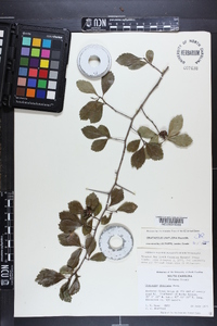 Crataegus uniflora image