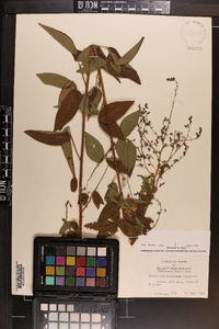 Desmodium perplexum image