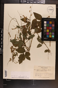 Desmodium perplexum image