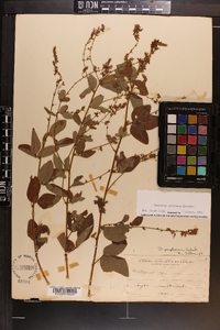 Desmodium perplexum image