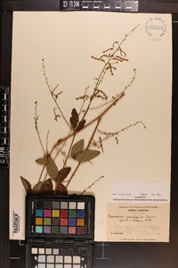 Desmodium perplexum image