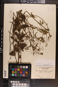 Desmodium perplexum image