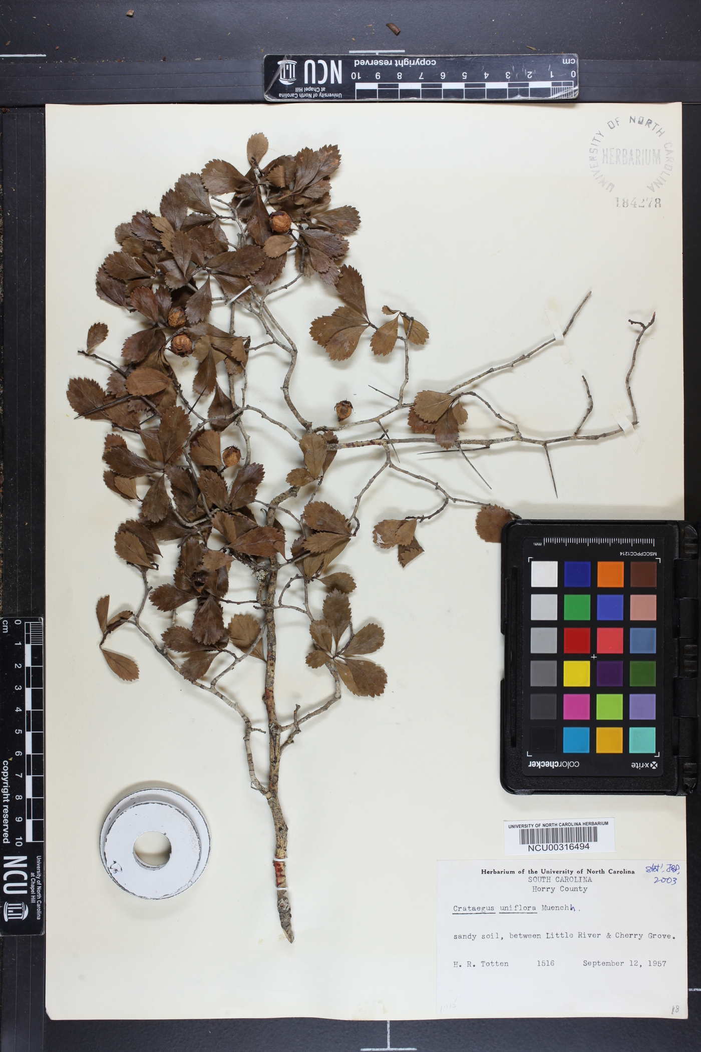 Crataegus uniflora image