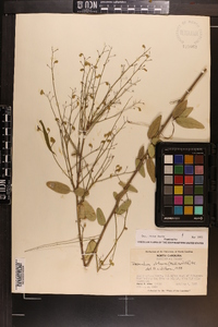 Desmodium obtusum image