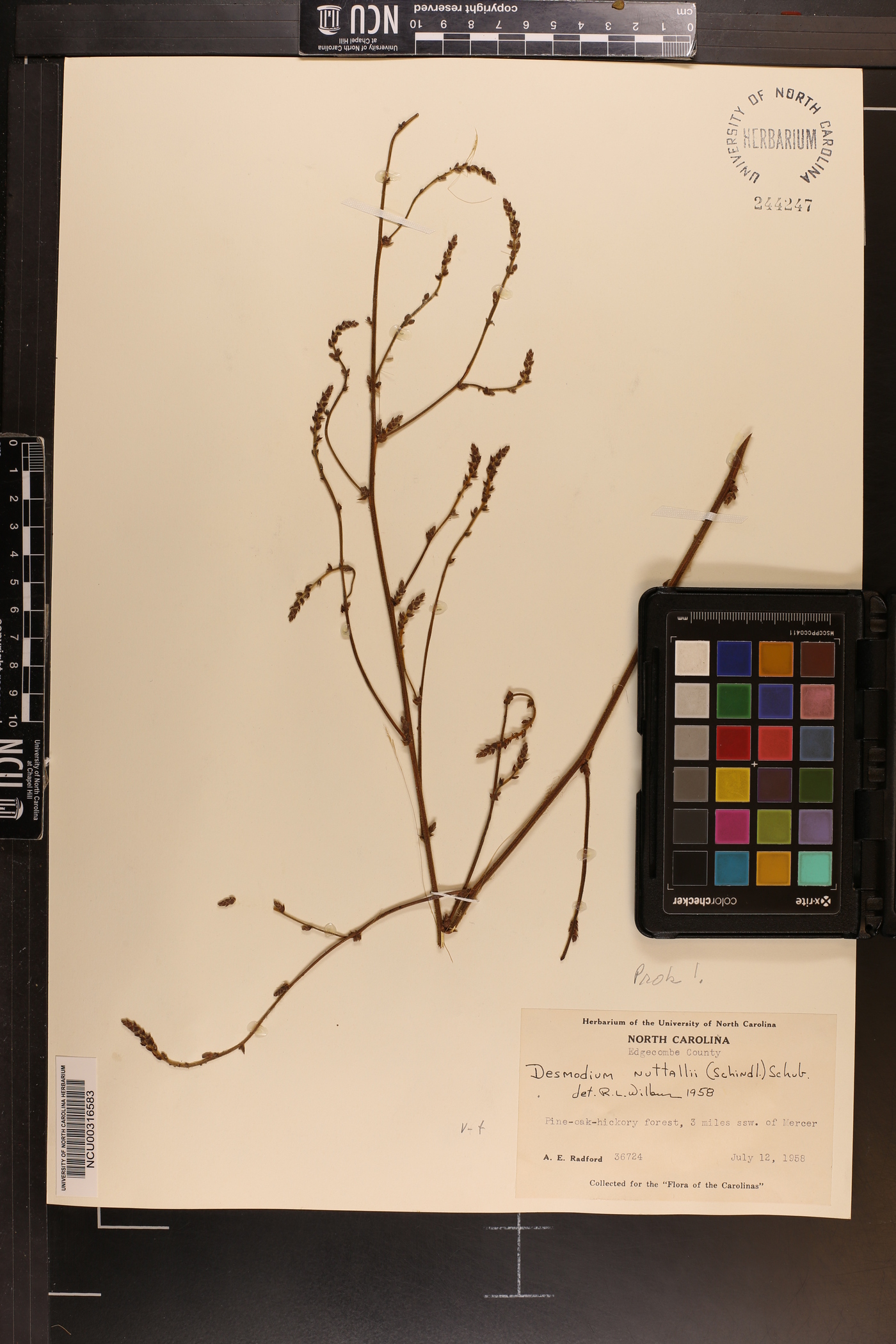 Desmodium nuttallii image