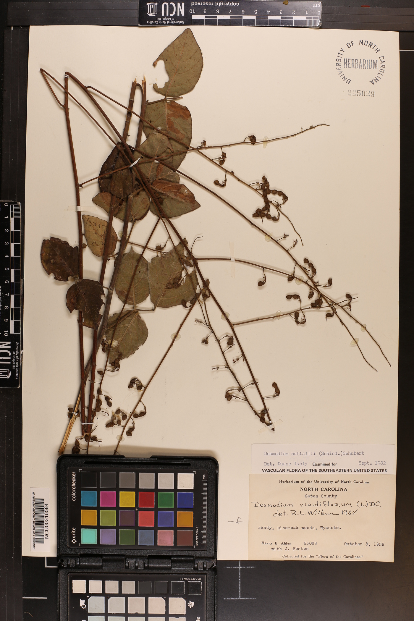Desmodium nuttallii image