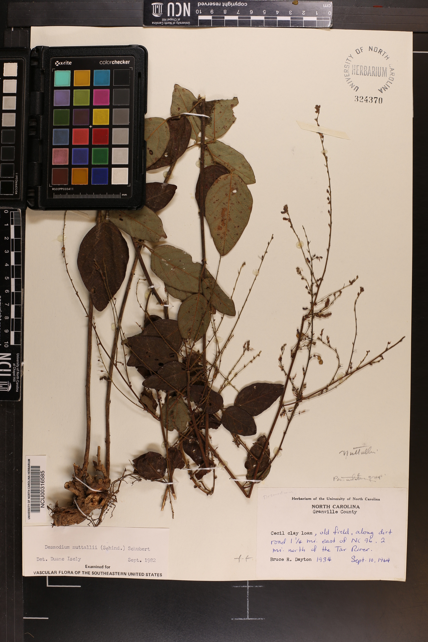 Desmodium nuttallii image