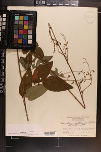 Desmodium nuttallii image