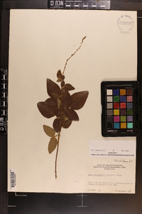 Desmodium nuttallii image