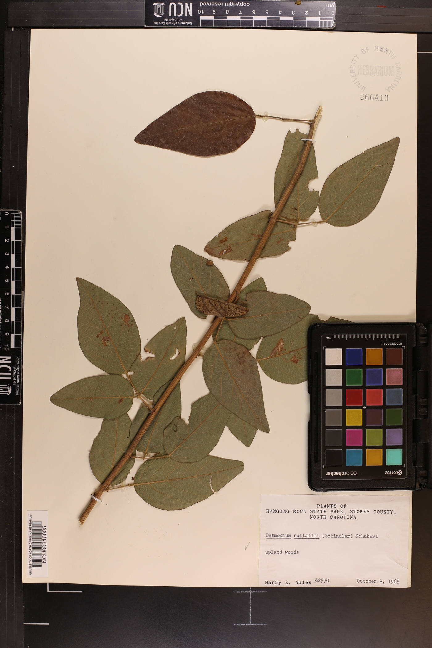Desmodium nuttallii image