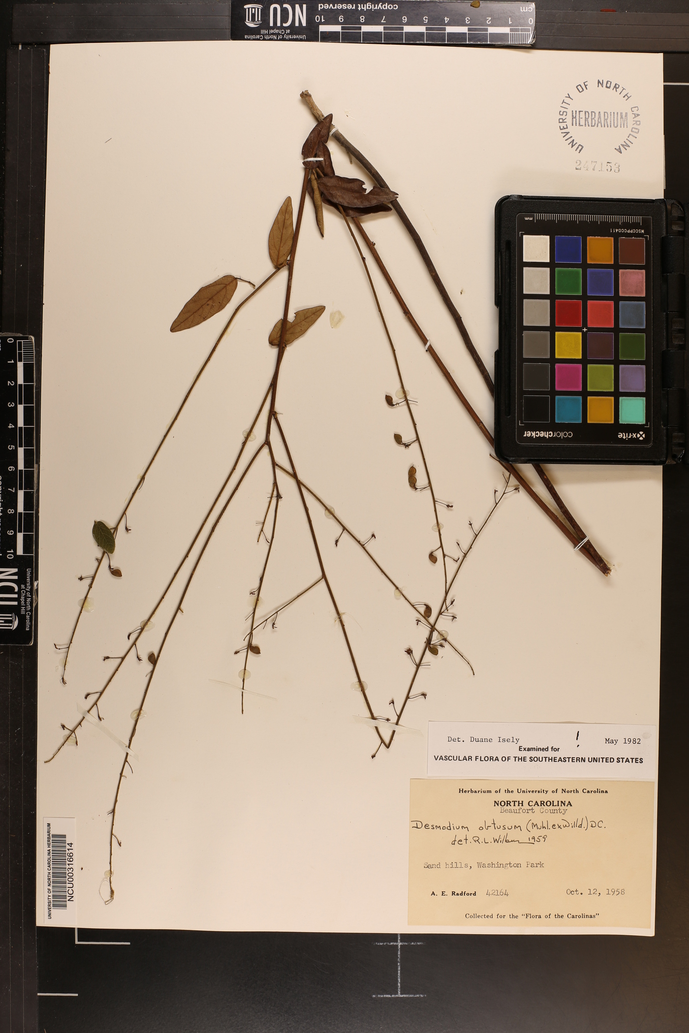 Desmodium obtusum image