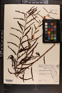 Chamaecrista fasciculata var. fasciculata image