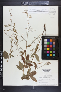 Desmodium laevigatum image