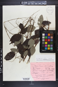 Desmodium laevigatum image