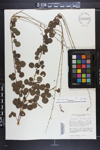 Desmodium lineatum image