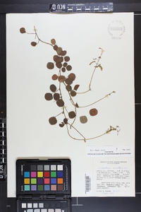 Desmodium lineatum image