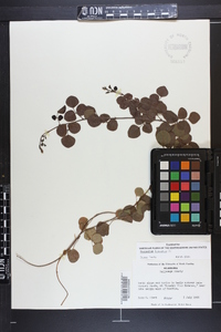 Desmodium lineatum image