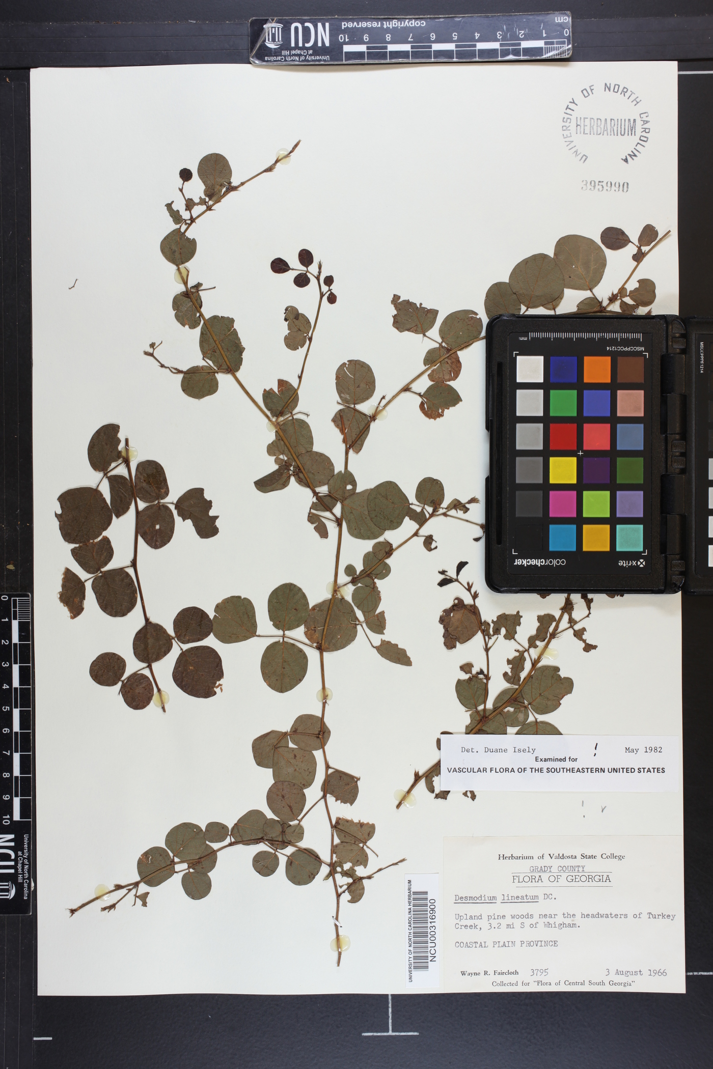 Desmodium lineatum image