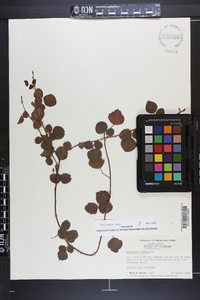 Desmodium lineatum image