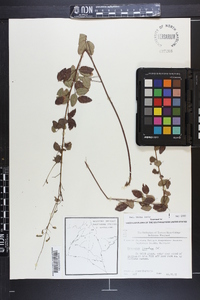 Desmodium marilandicum image