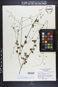 Desmodium marilandicum image