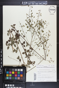 Desmodium marilandicum image