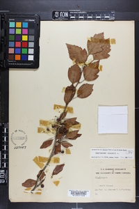Crataegus viridis image