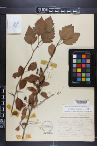 Crataegus viridis image