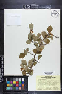 Crataegus viridis image