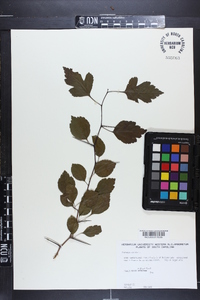 Crataegus viridis image