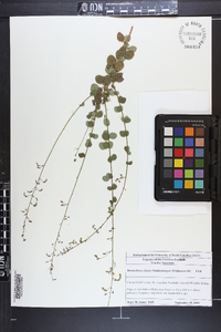 Desmodium ciliare image