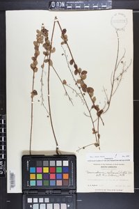 Desmodium ciliare image