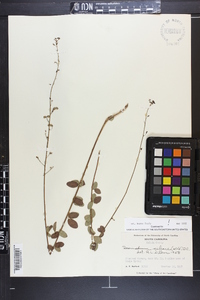 Desmodium ciliare image