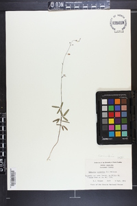 Desmodium tenuifolium image