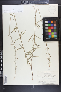 Desmodium tenuifolium image